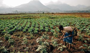 Harvested field in Democratic Republic of Congo
