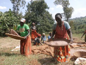 A group of women sieve through Marie Laetitia's bean harvest.