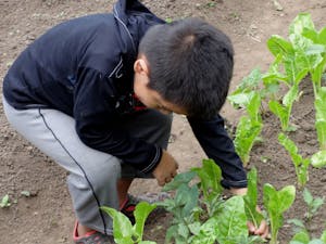 Frank picking vegetables.