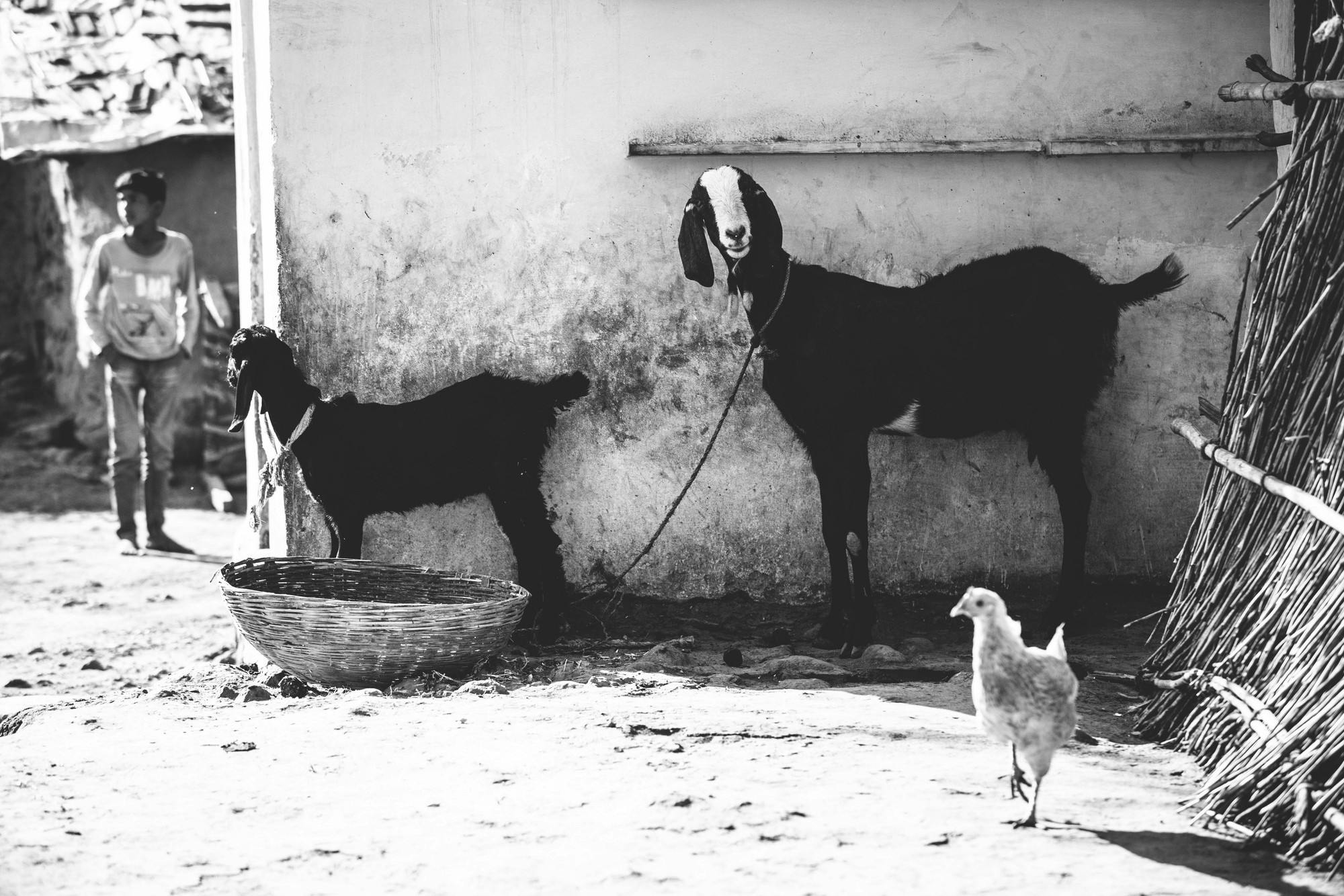 Goats make a difference all around the globe. These goats are making a difference in India.