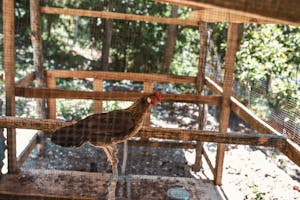 Chicken in a chicken coop