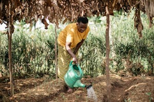 African woman watering the soil with a green watering can
