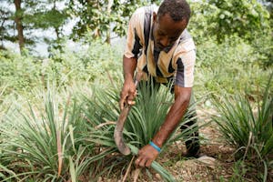 Man planting vetiver grass in Haiti