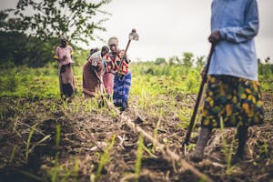 Uganda woman farming