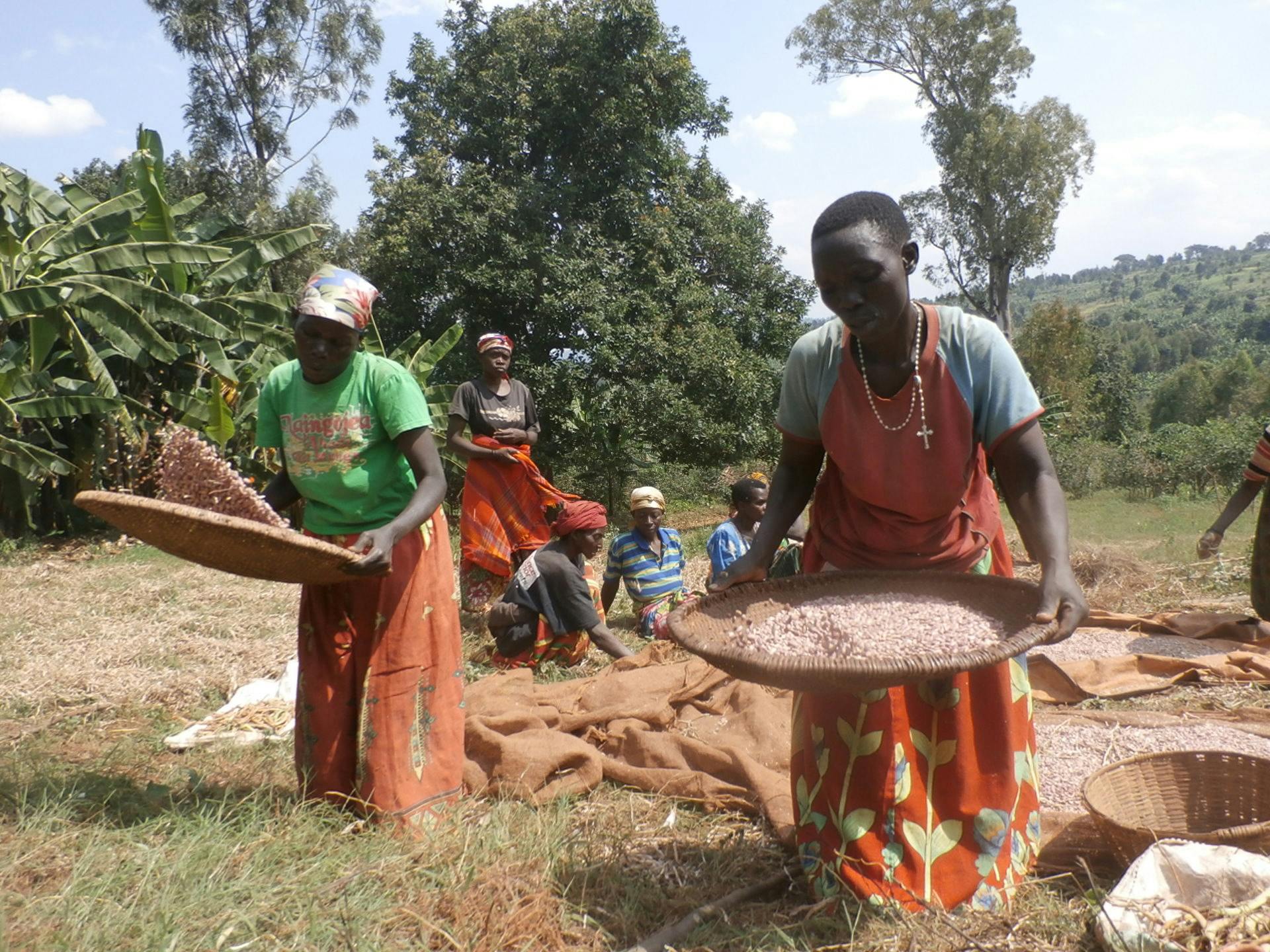 International Womens Day Photoessay - Burundi women sieving sifting beans in the sunlight
