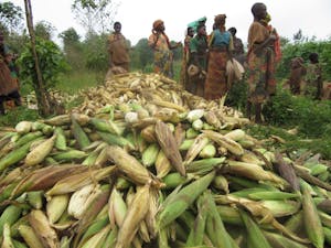 Burundi community stands over large harvest of corn