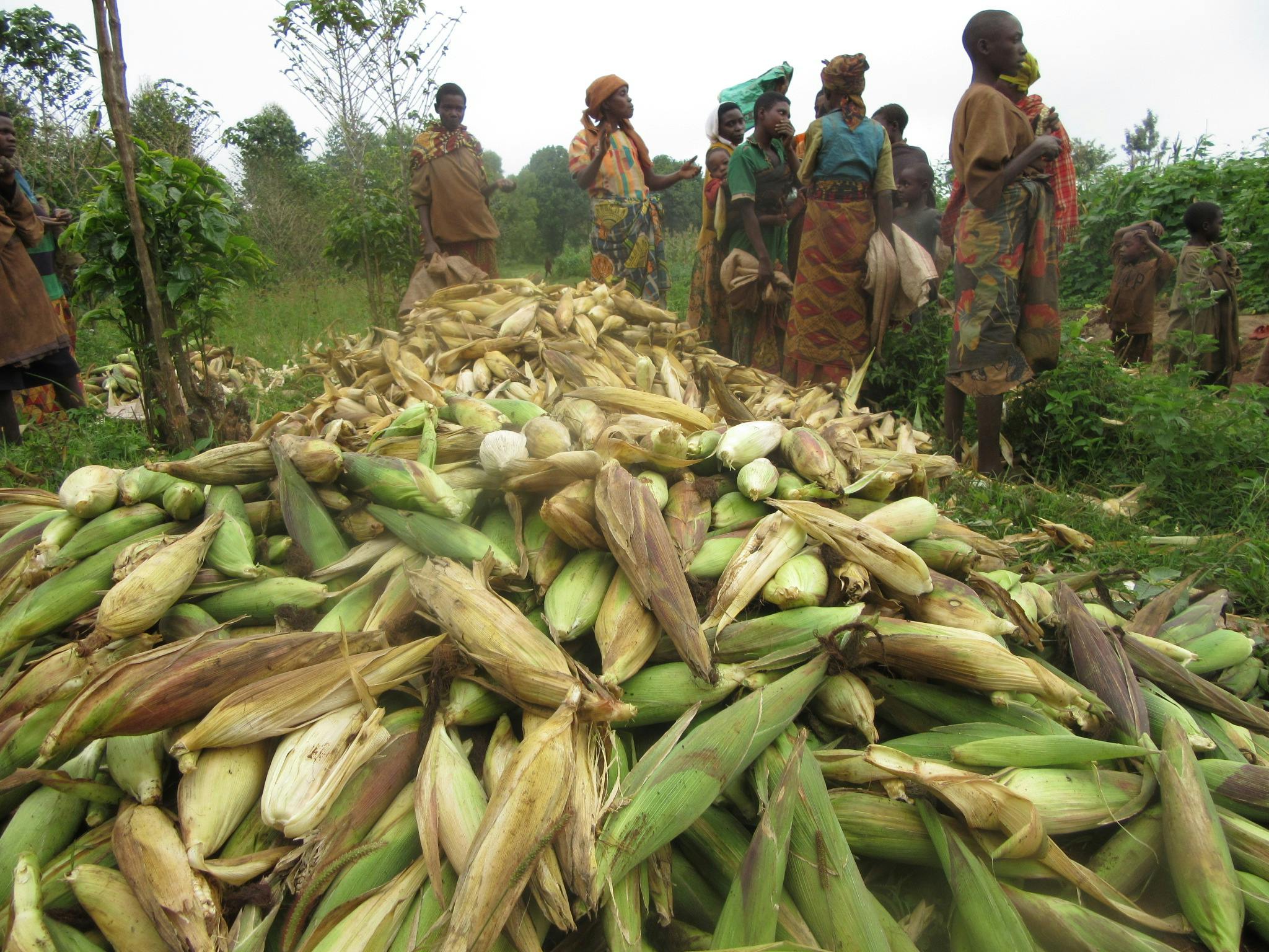 International Womens Day Photoessay - Burundi community members stands over large harvest of corn in a lush green field