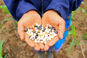 Pedro, a Guatemala farmers, holds a handful of crop seeds.