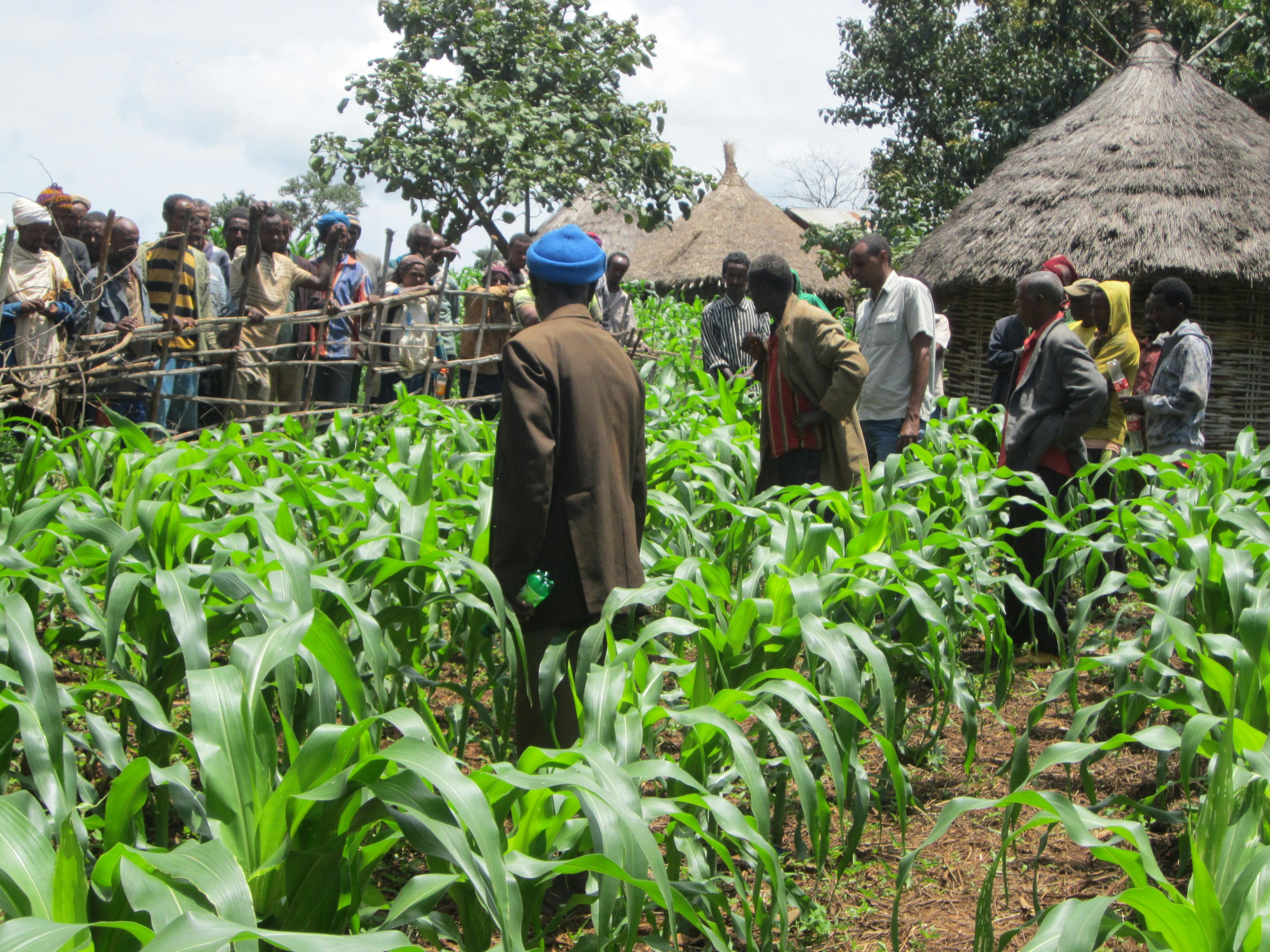 Abdela and his community members walk through his farm.