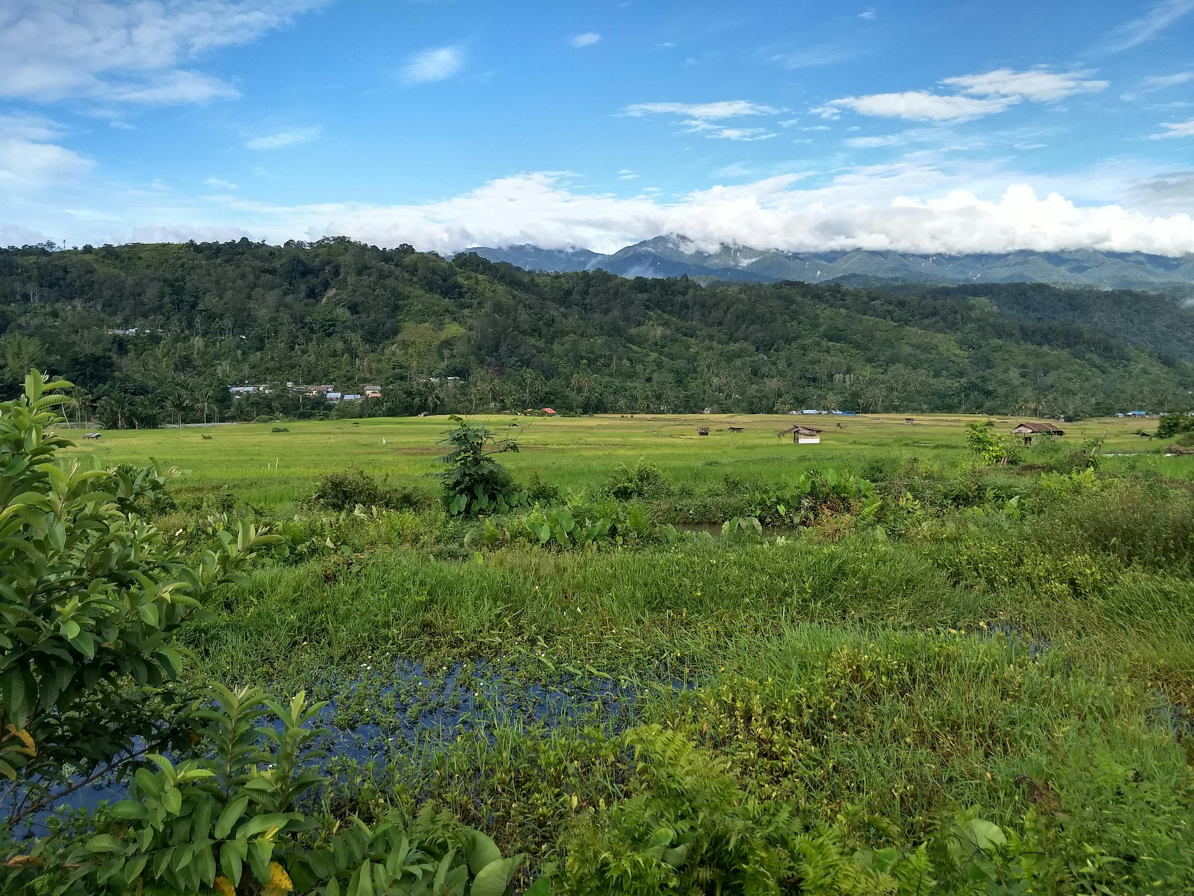 Indonesian landscape