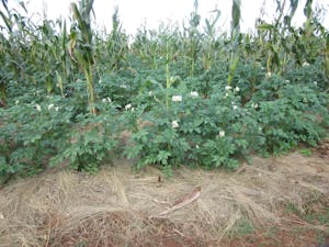 God S Story God S Character Is Revealed In Creation Informing Transformational Development Food For The Hungry God S Story God S Character Is Revealed In Creation Informing Transformational Development Food For The Hungry