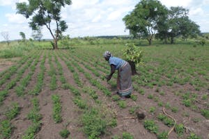 South Sudanese refugee works in restorative agriculture on a plot of land with green crops.