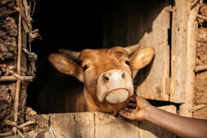 Cow in Burundi