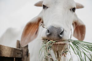 Closeup of a white cow chewing grass