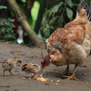Mother hen with her two chicks