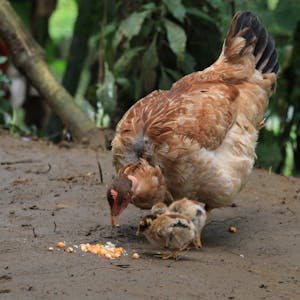 Hen and chick in the FH gift catalog pecking at the ground