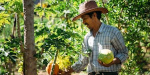 Man wearing straw hat holding papayas under tall papaya trees