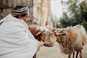 Ethiopian man feeds sheep out of his hands