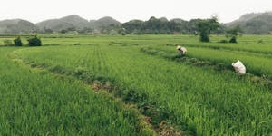 Lush green rice paddy field in Vietnam with farmer