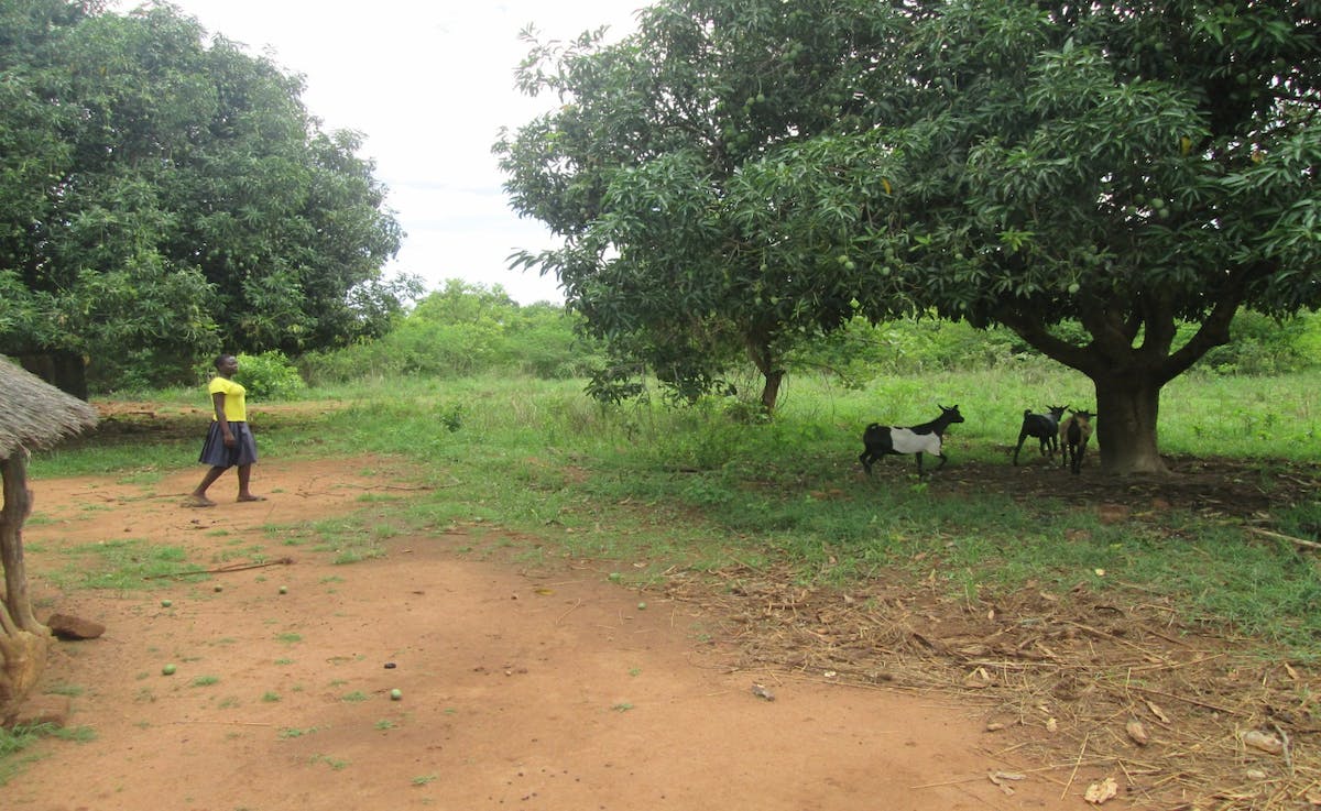 Girl in yellow shirt walking toward several goats under a tall tree