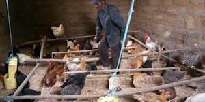 Man in blue jumpsuit feeding chickens in indoor coop