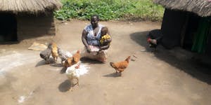Ugandan woman feeding chickens