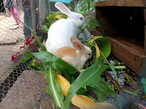 two bunnies eating