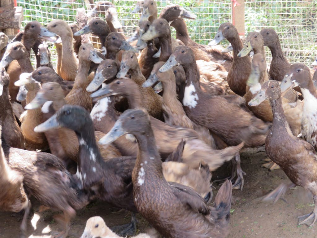 a flock of ducks