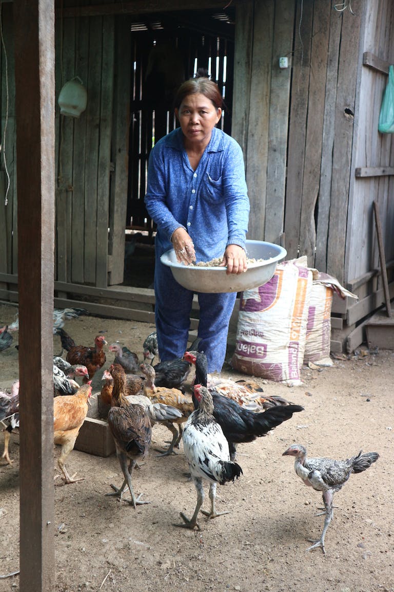 woman feeding chickens with feed in large bowl
