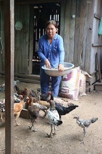 woman feeding chickens with feed in large bowl