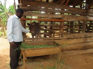 A cow and other livestock contribute to Mr. Pooinga's successful farming ventures.