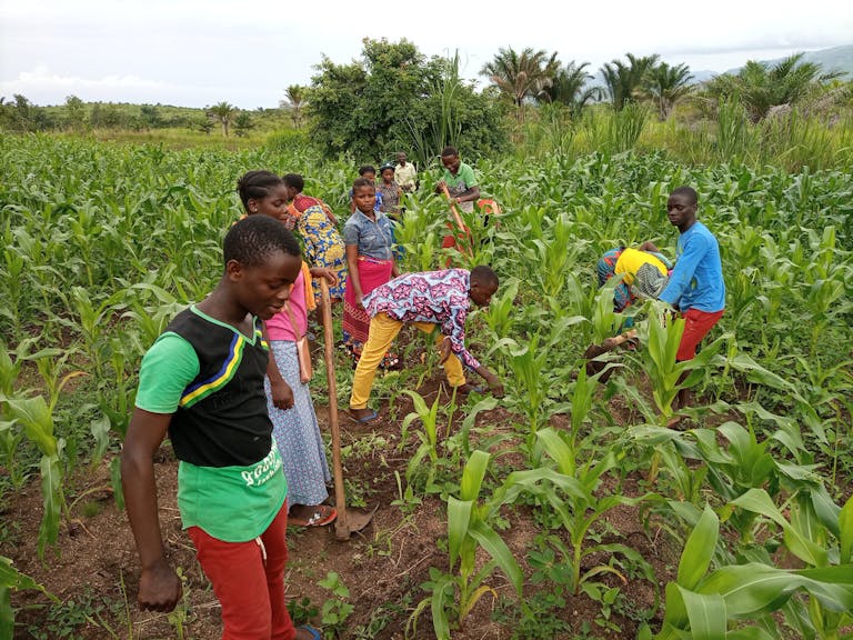 Members of the Mutambala Youth Club learn agricultural skills and raise funds by weeding and caring for a local maize field.
