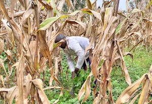 Musengimana tending to his crops.