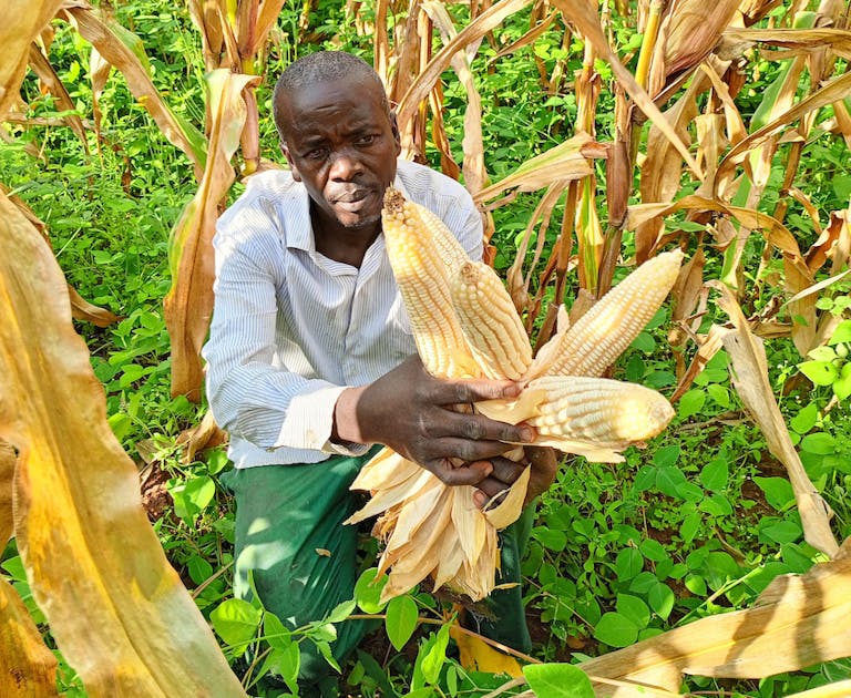 Musengimana with his increased maize yield. 