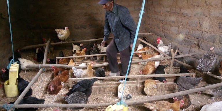 Man in blue jumpsuit feeding chickens in indoor coop