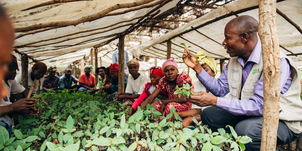 Development worker holds up coffee seedling in Africa, under growing canopy.