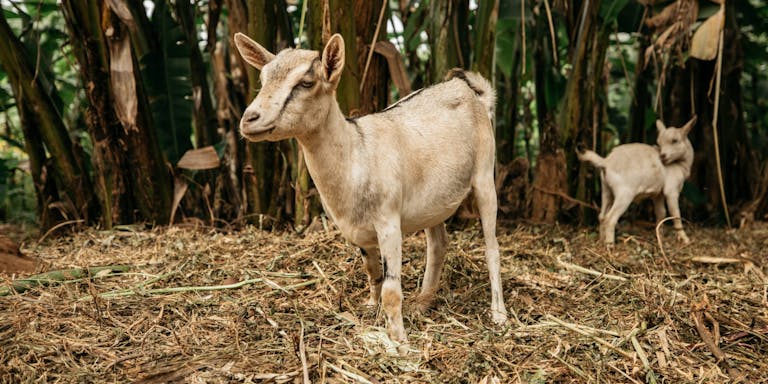 white goat standing in field
