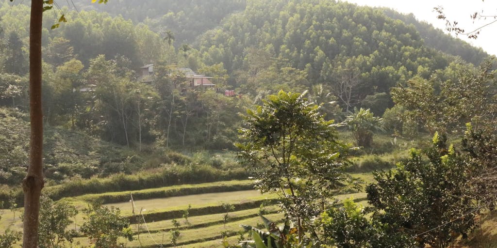 Lush green fields in Vietnam, where FH will begin child sponsorship in 2019