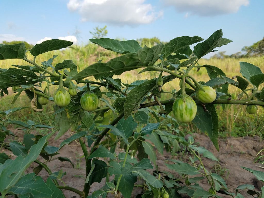 Pooya's gardens now abound with a variety of fruits and vegetables.