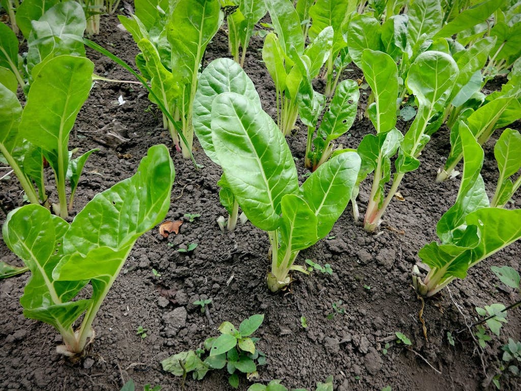 Green spinach or chard leaves growing in brown soil
