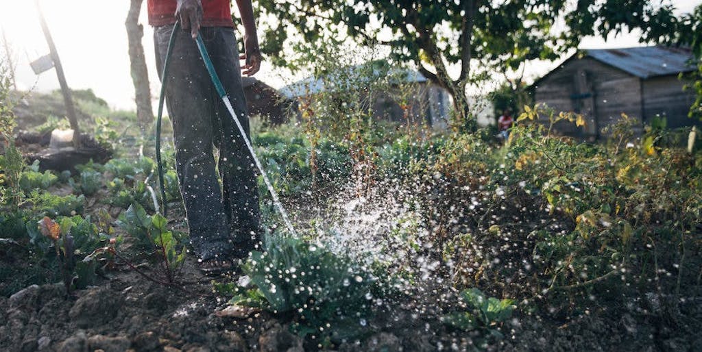 Water droplets disperse from a hose watering a vegetable garden in the Dominican Republic