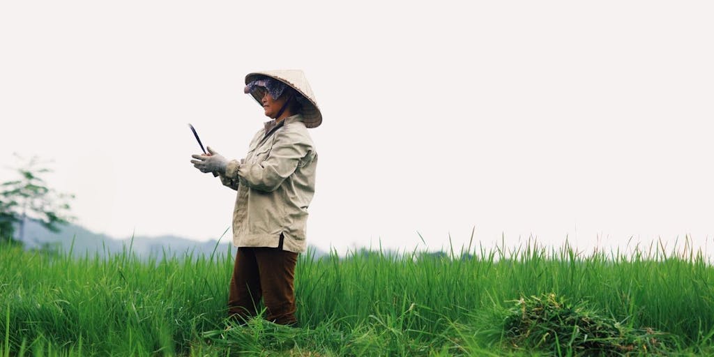 Farmer in Vietnam stands in green rice field