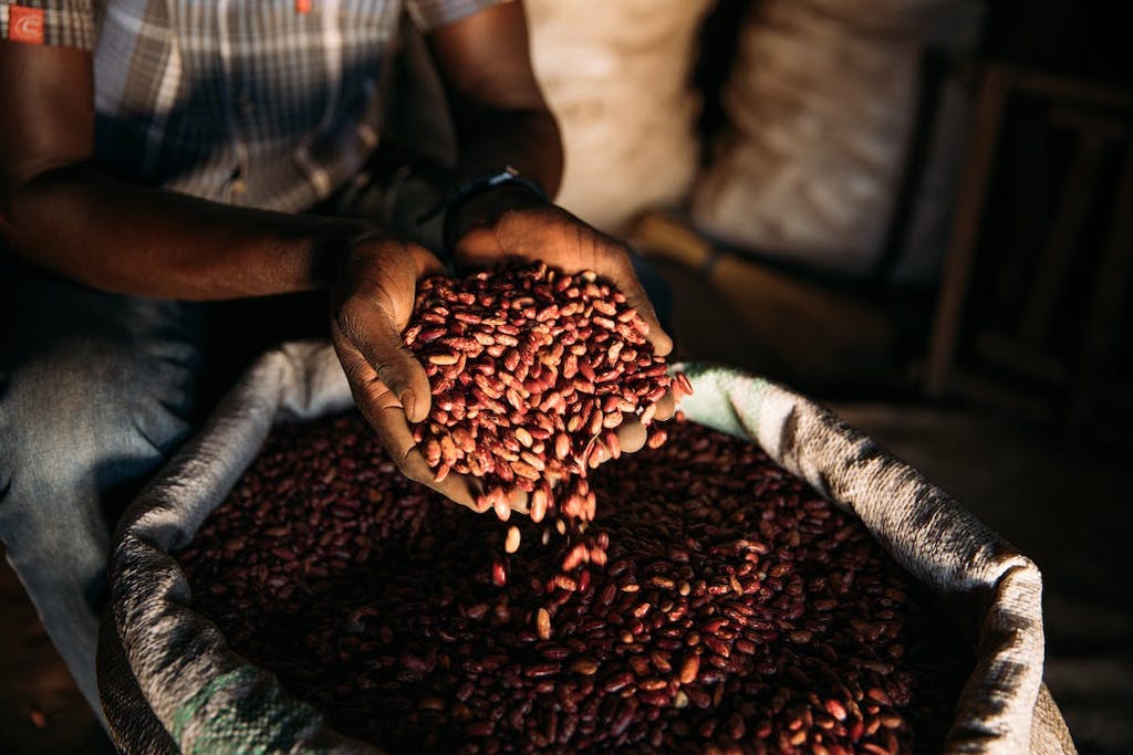 hands holding dried beans