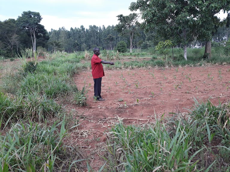 Livelihoods - SCLAMP-EA ((Scaling up Climate Smart Pest Management Approaches for enhanced tomato and maize system productivity in Eastern Africa) project with funding from GIZ