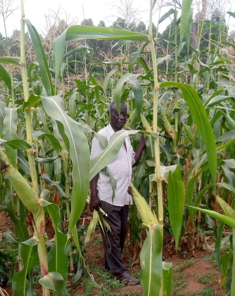 Sajja standing within his thriving crop. 