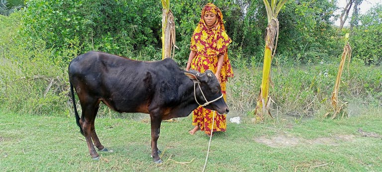 Mahafuza with one of her cows.