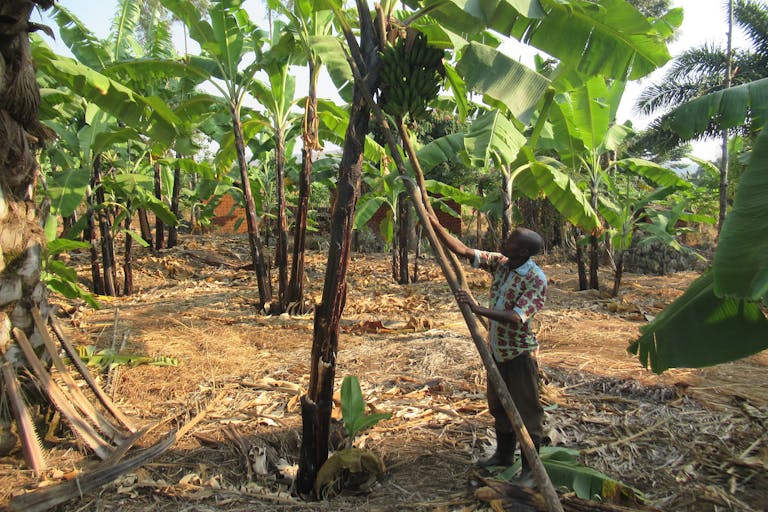 Livelihoods - Integrated Child Focused Community Transformation