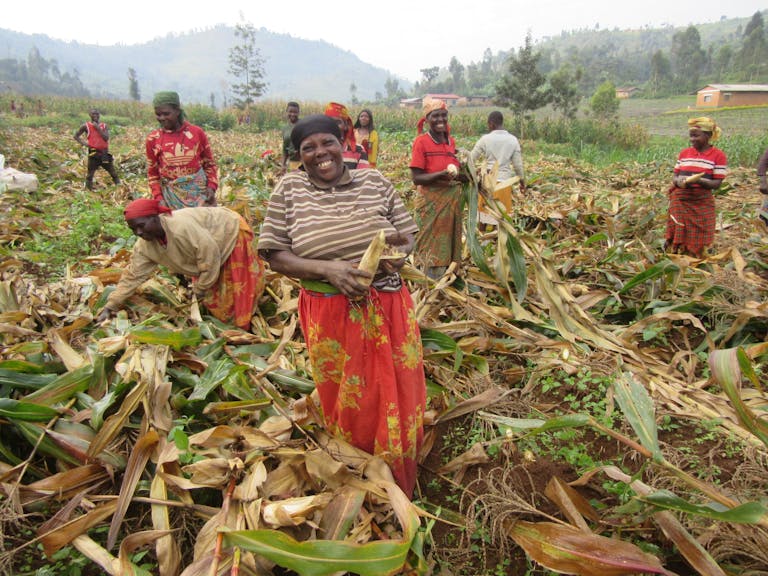 Field Focus - Irrigation and Maize photos