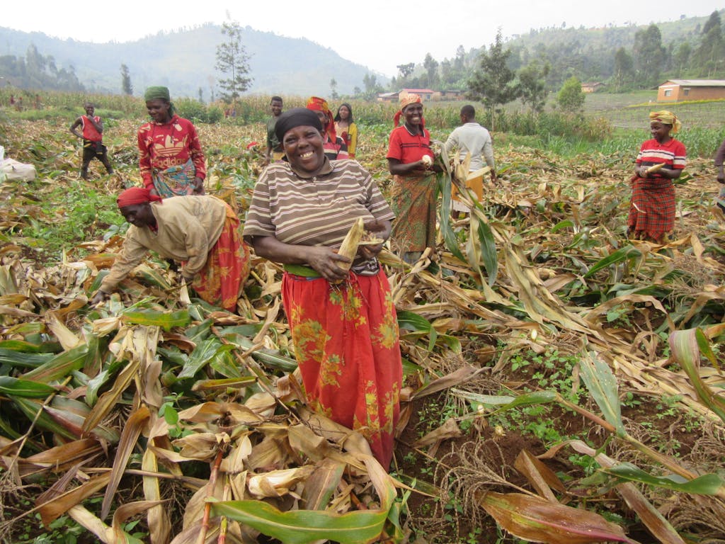 Field Focus - Irrigation and Maize photos