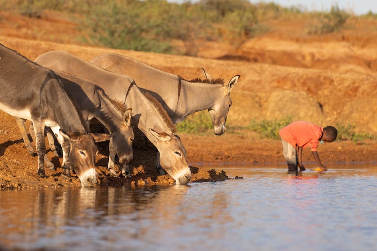 Drought means Adan’s only drinking water comes from the muddy dam shared with animals.